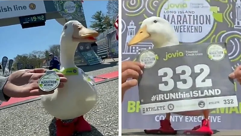 شاهد.. تكريم بطة بميدالية بعد مشاركتها في سباق ماراثون 