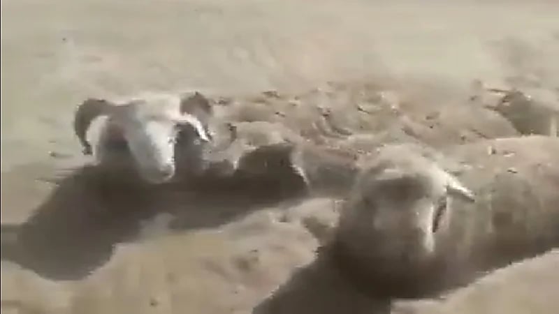 شاهد .. عاصفة رملية تغمر قطيعاً من الأغنام