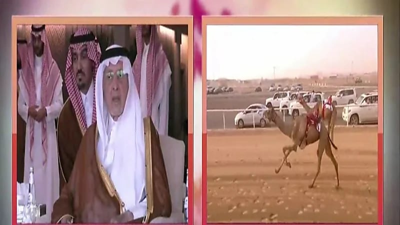 شاهد.. فوز المطية "رمانة" للمالك القطري ناصر المسند في سباق ولي العهد للهجن