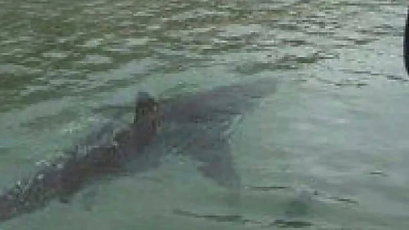 بالفيديو.. سمكة قرش تسبح في شوارع مدينة أمريكية