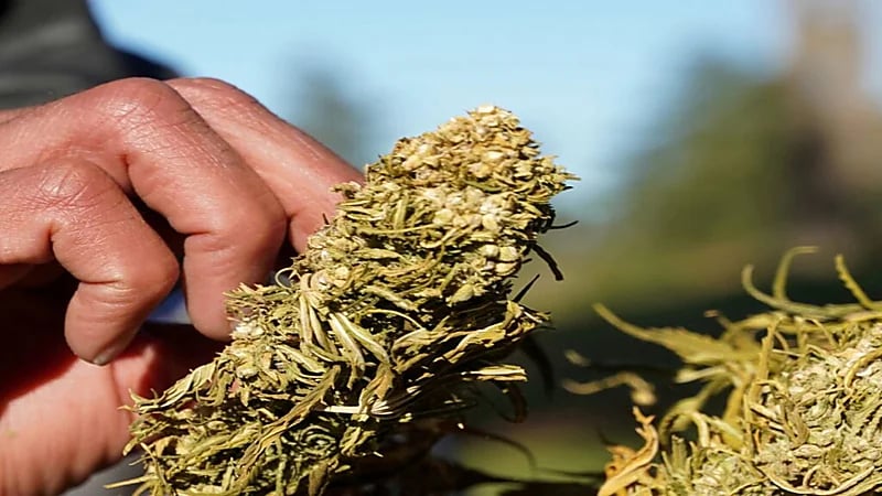 المغرب يصدر التصاريح لإنتاج "الحشيش" بشكل قانوني