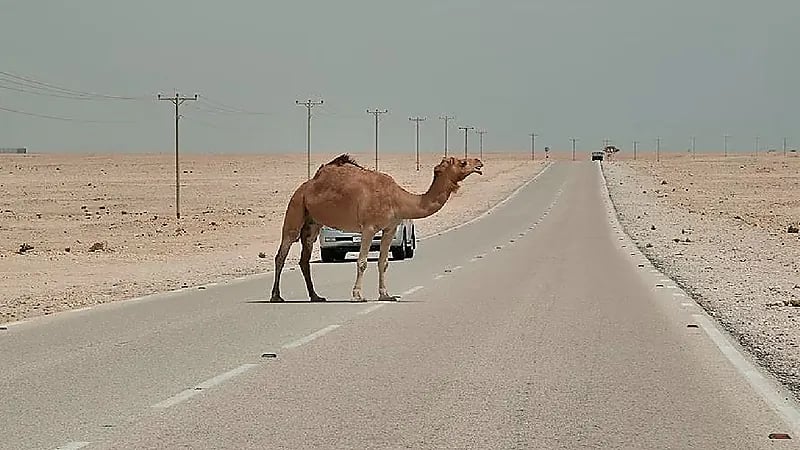 وفاة أب لـ 4 أطفال بسبب الإبل السائبة في الأفلاج