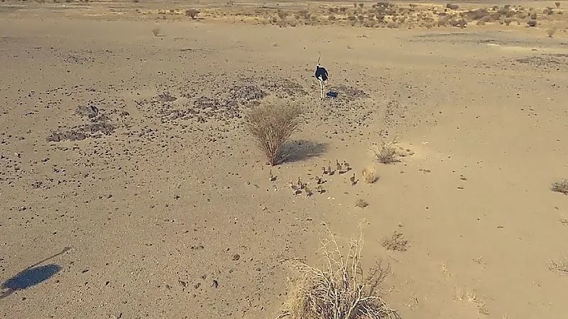 "الحياة الفطرية" تعلن رصد 5 أعشاش للنعام بمحمية الإمام سعود