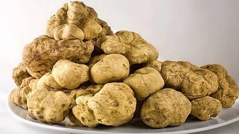 بالفيديو.. كيلوان من الفقع يصل سعرهما إلى 1200 ريال