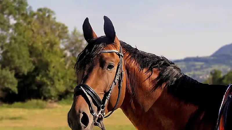 رئيس الشيشان يوجه رسالة إلى لصوص سرقوا حصانه