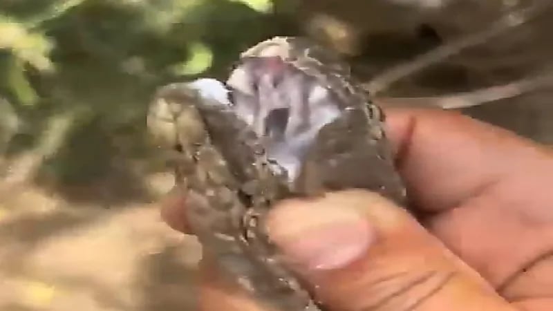 بالفيديو.. خروج ثعابين سامة بعد هطول الأمطار الغزيرة على جازان