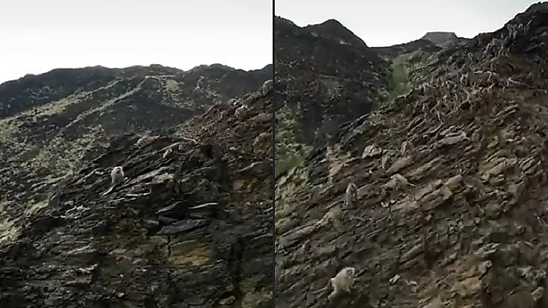 مواطن يطارد قرود البابون بطائرة درون بعد إتلاف مزرعته - فيديو