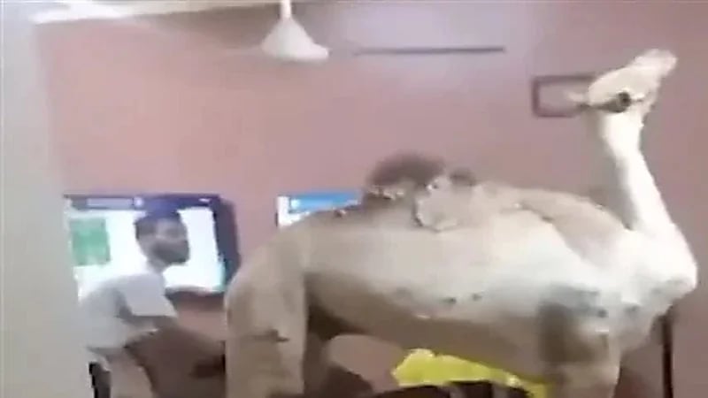 إبل يقتحم صالة إلعاب إلكترونية