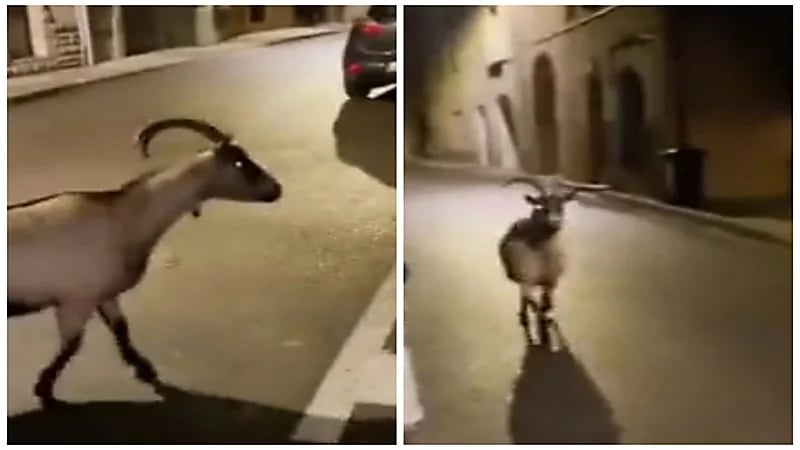 حيوانات حديقة حيوان باريس طليقة في الشوارع بسبب المتظاهرين.. فيديو