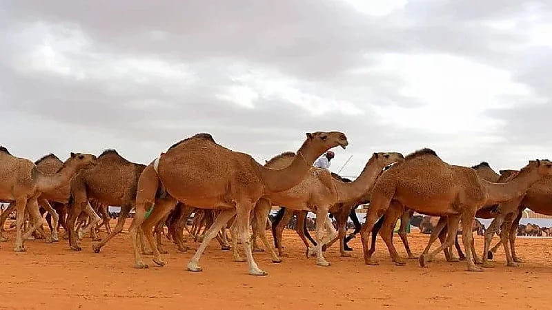 البيئة: شهرين على انتهاء مهلة عودة المواشي لدولهم