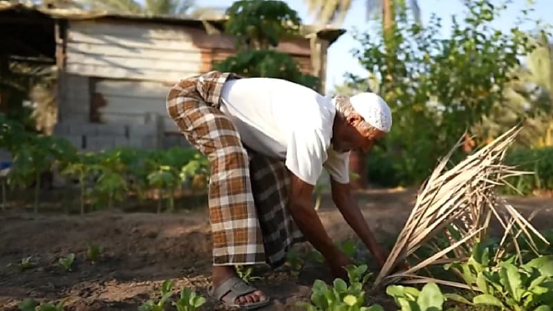مزارع ثمانيني بالقطيف : لو جلست في البيت أمرض.. فيديو