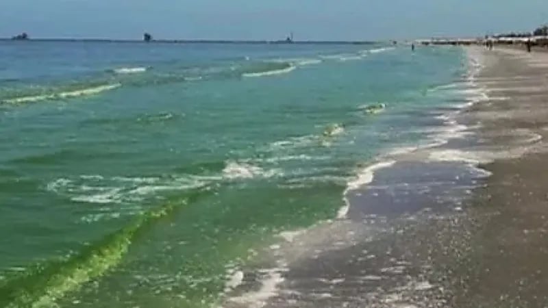 الطحالب تحول لون مياه البحر الأبيض إلى أخضر في مصر