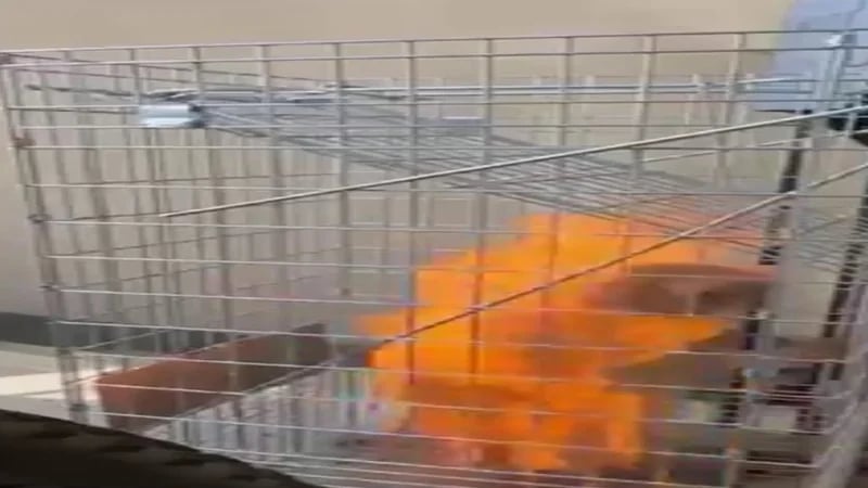 القبض على معنف قطط الظهران