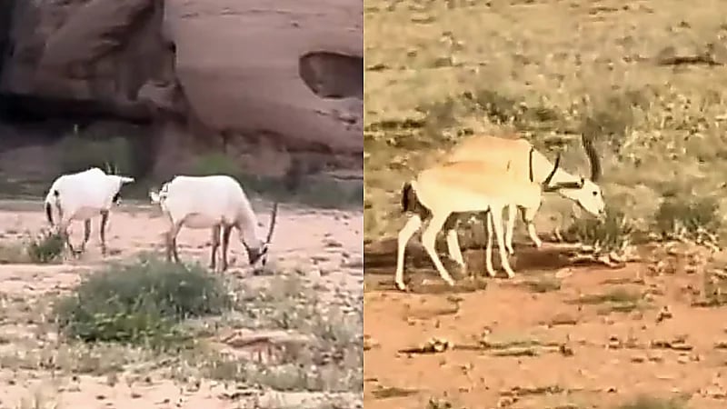المها العربي والوعل النوبي .. حيوانات فطرية نادرة في محمية بجدة .. فيديو