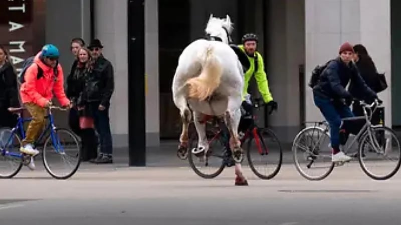 ‎خيول هاربة من معسكر للجيش تتسبب في إصابات بلندن..فيديو