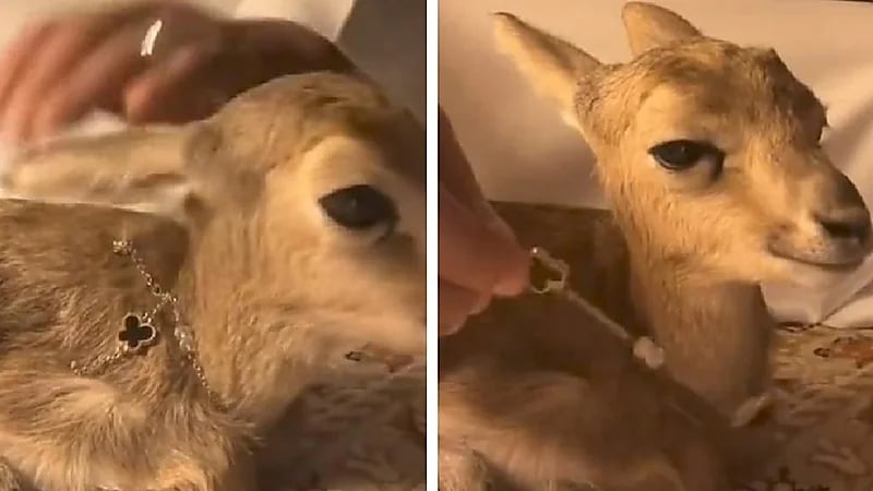 شاب يلبس غزالة قلادة باهظة الثمن .. فيديو