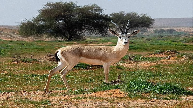 محمية الإمام تركي الملكية تنفي المتداول حول إمكانية الصيد بنطاقها