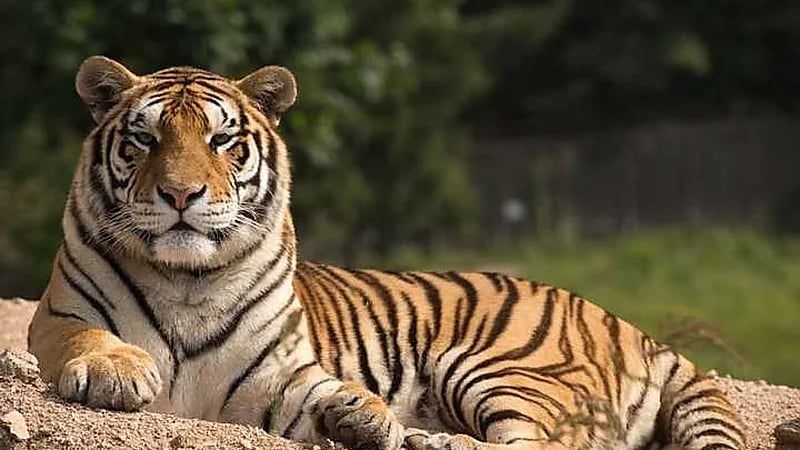 حديقة حيوان صينية تصبغ كلابًا لتشبه النمور وتثير الجدل .. فيديو