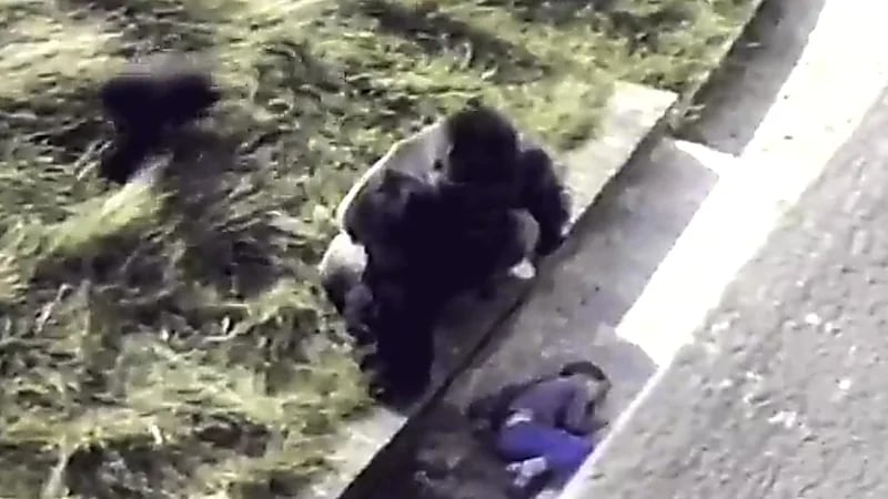 غوريلا تحاول مواساة طفل بعد سقوطه في قفصها .. فيديو