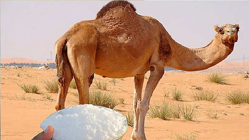 الشهري: حليب الإبل يزيد من الكوليسترول النافع في الدم ..فيديو