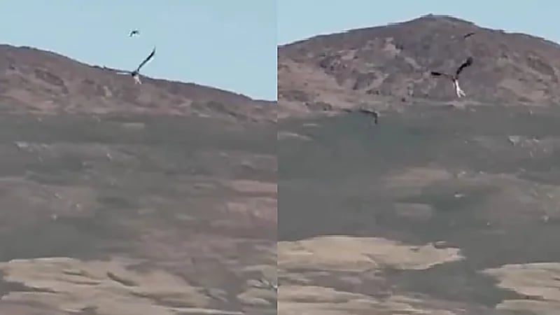 نسر يفاجأ مزارع ويخطف خروفا ويحلق به عاليا .. فيديو