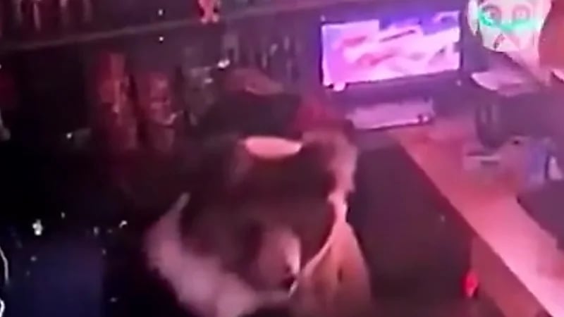 دب يقتحم فندقًا في الصين فجرًا بحثًا عن الطعام.. فيديو