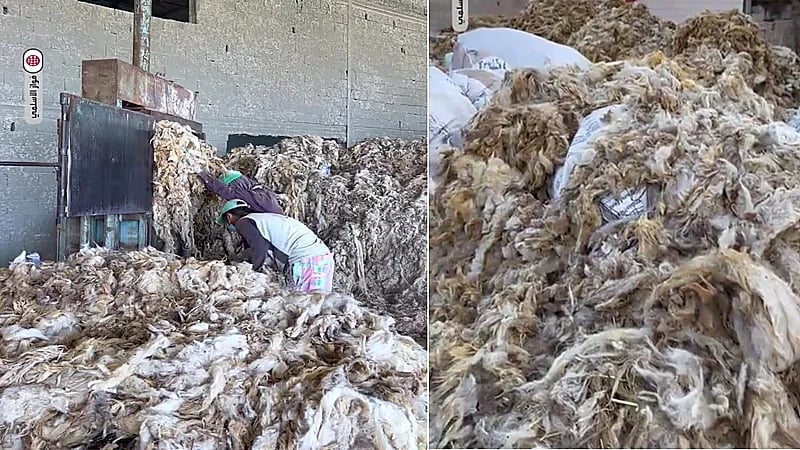 120 مليون ريال قيمة سوقية لصوف الأغنام المُجمع في حفر الباطن