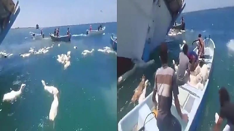 انقلاب سفينة محملة بمليون رأس من الأغنام قرابة سواحل عدن.. فيديو