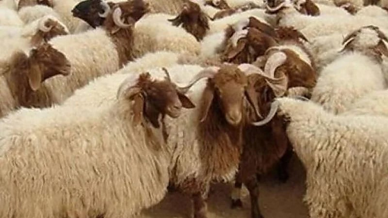 إصابة أكثر من 14 ألف شخص بسبب أضاحي العيد بتركيا