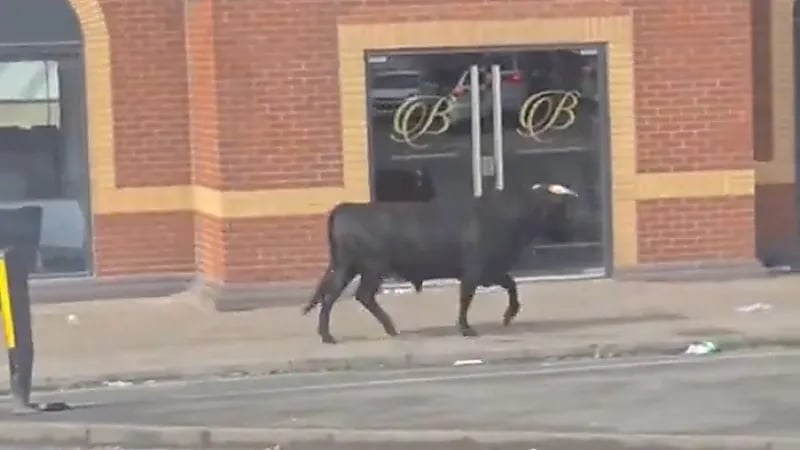 ثور هائج يثير الذعر في شوارع برمنغهام بعد فراره قبيل ذبحه ..فيديو