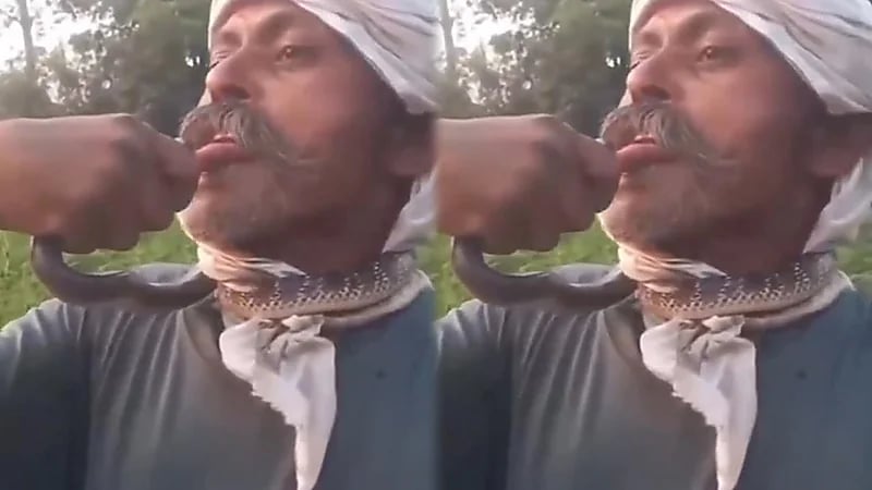 نهاية مأساوية لمزارع حاول تقبيل أفعى.. فيديو
