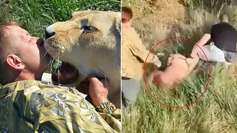 هجوم عنيف من أسد على مدربه