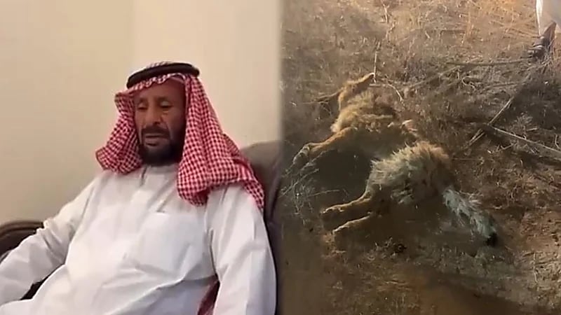 قصة هجوم ذئب على مواطن من أهالي ⁧‫جبه‬⁩ بحائل.. فيديو