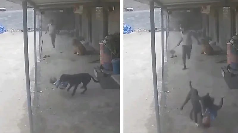 مشهد مروع لكلب ضال يهاجم طفلًا ووالده ينقذه بشجاعة .. فيديو