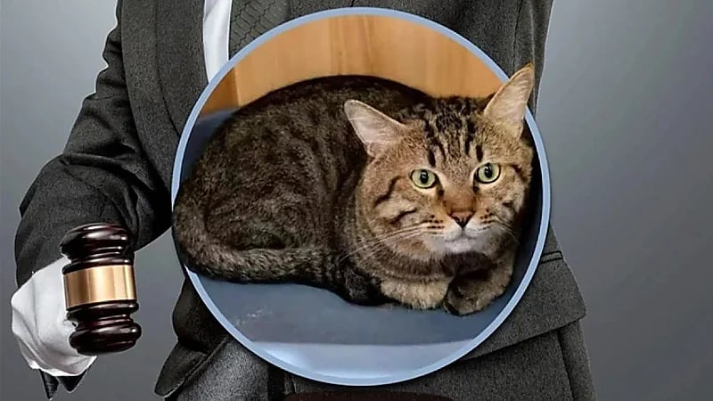 محكمة صينية تُلغي مزادًا لبيع قطة بهدف تسديد ديون مالكها