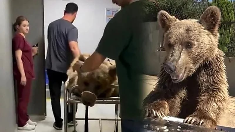 الفواكه المثلجة تدخل دبًا إلى طوارئ المستشفى.. فيديو