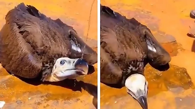 WhatsApp Image 2025-09-13 at 6.19.46 PM.jpeg