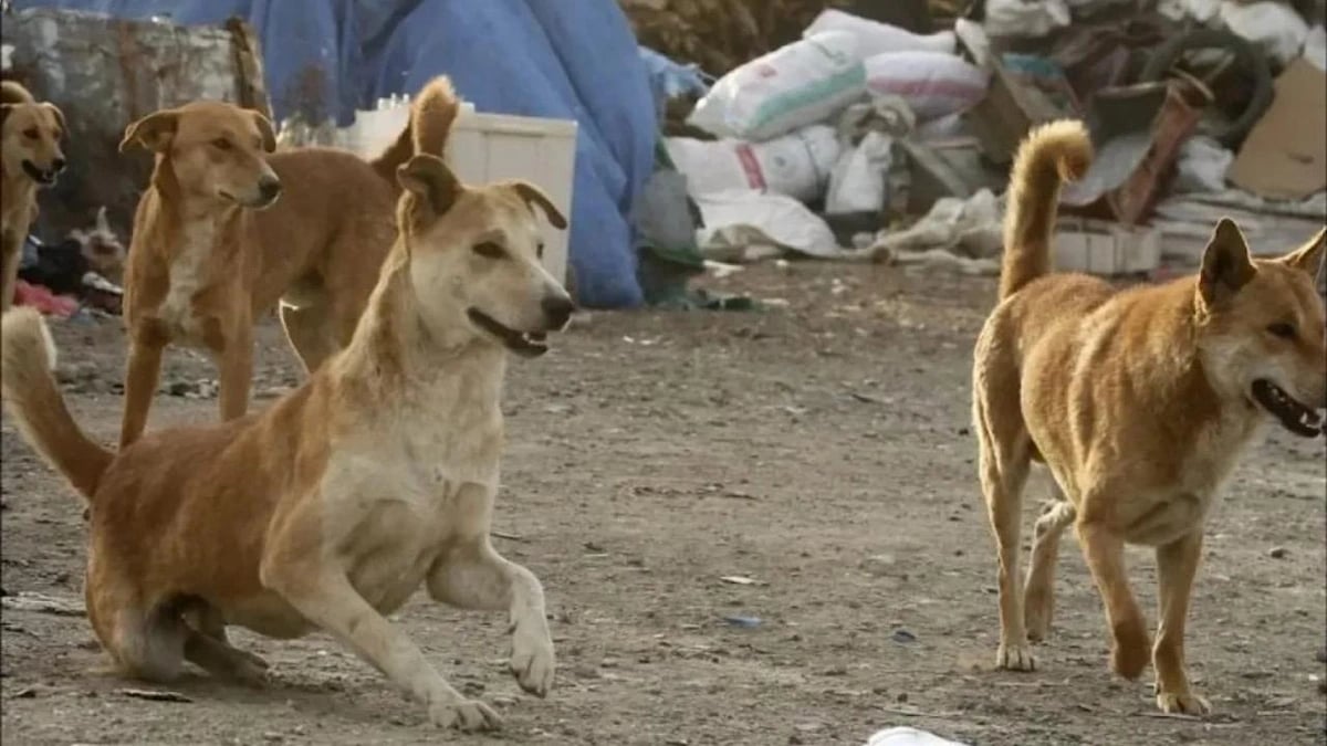 WhatsApp Image 2025-10-07 at 10.09.09 AM.jpeg