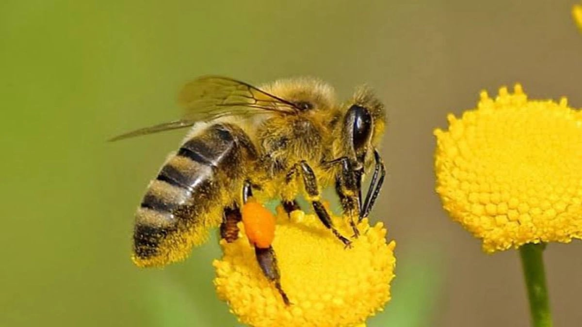 وفاة أب وابنه بطريقة مروعة بعد هجوم دبابير آسيوية عملاقة