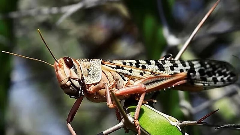 “وقاء” ينفي صحة المقاطع المتداولة بشأن انتشار الجراد بالأحساء