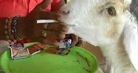بالفيديو.. ماعز تدمن التبغ وتتجول بين المقاهي للعثور عليه