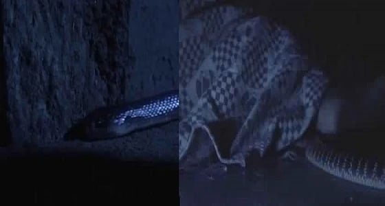 بالفيديو.. لحظة تسلل ثعبان للدغ رجل في فراشه أثناء نومه
