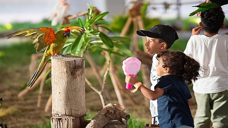 من الأحد إلى الأربعاء..الدخول لجدة جنغل بارك مجانًا