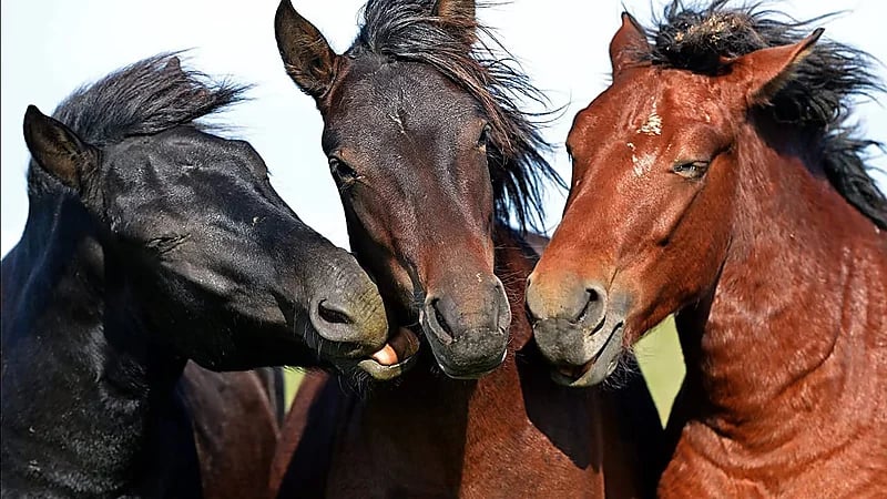 انتشار سريع لإنفلونزا الخيول في الهند وأكثر من 1000 حيوان في الحجر