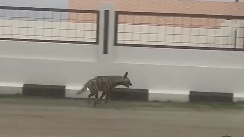 بالفيديو.. ضبع يتجول في أحد أحياء تنومة بعسير