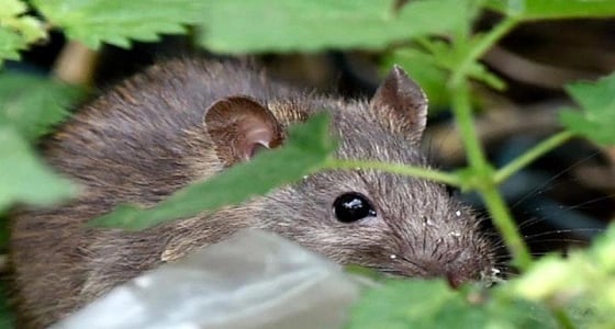 حملة " عسكرية " من أجل فئران نيوزيلندا