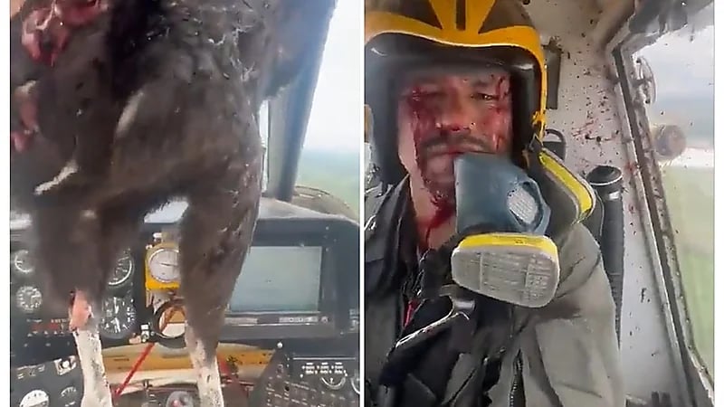 اصطدام طائرة بنسر ضخم وإصابة قائدها - فيديو