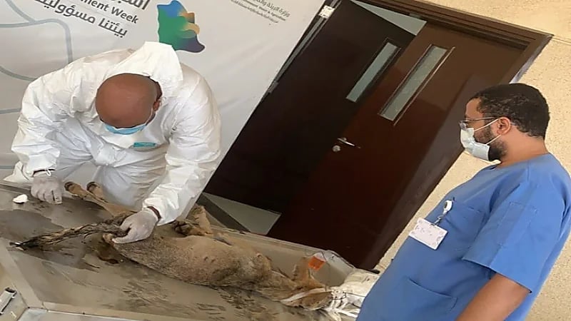 بالصور.. عملية إنقاذ ذئب بري في بلجرشي