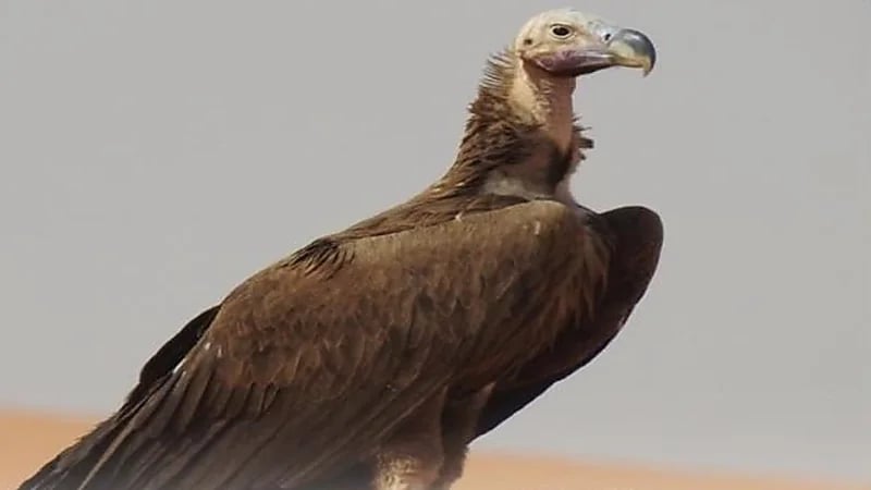 أبرز المعلومات حول نسر الأذون والمهددات التي تحاصره