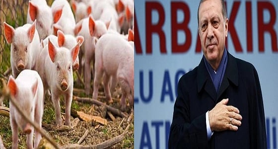 بموافقة أردوغان.. تركيا تستعد لاستيراد لحم الخنزير من البوسنة والهرسك